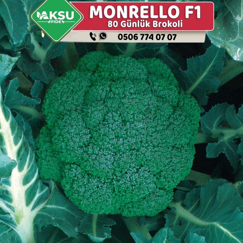 Monrello F1 80 Günlük Brokoli Fidesi
