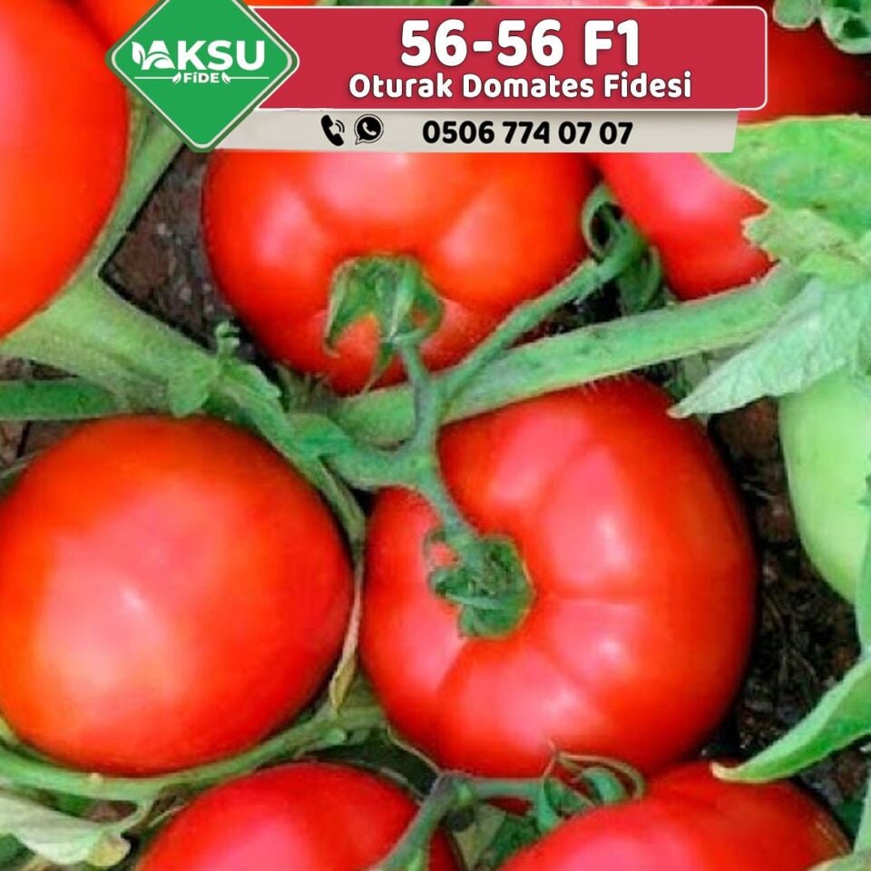 56 56 F1 Oturak Domates Fidesi