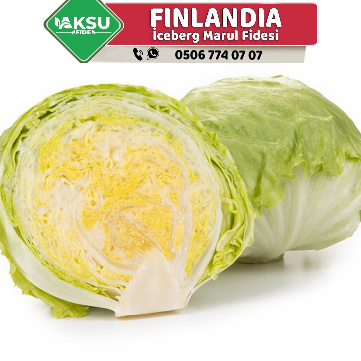 Finlandia İceberg Marul Fidesi