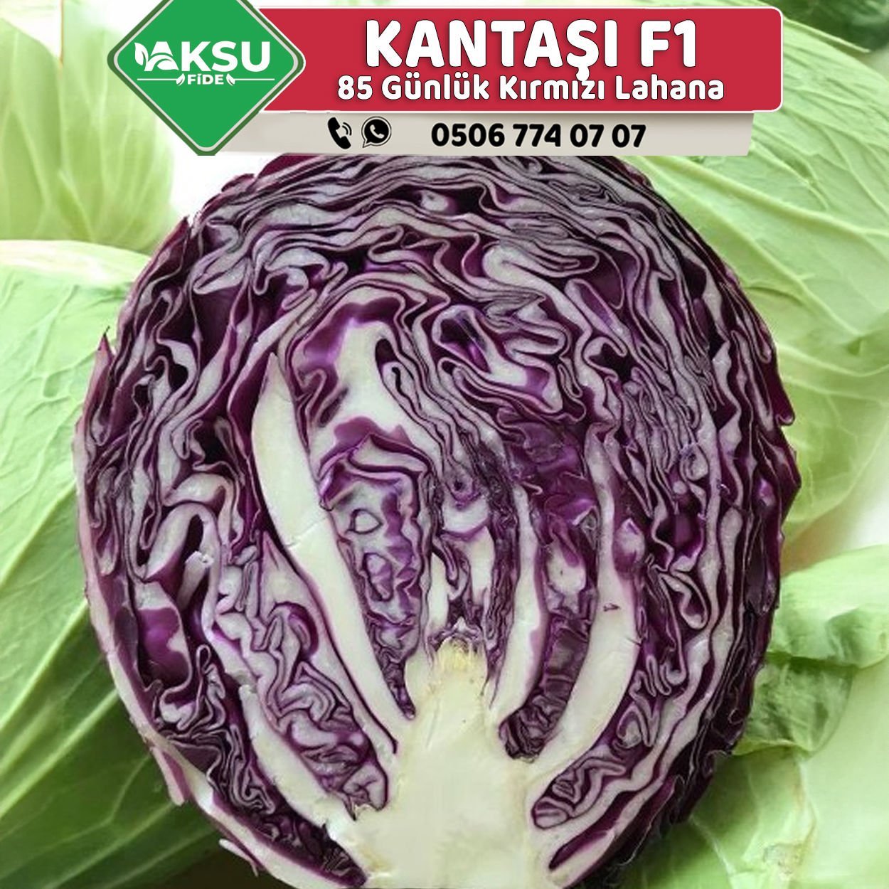 Kantaşı F1 85 Günlük Kara Lahana Fidesi