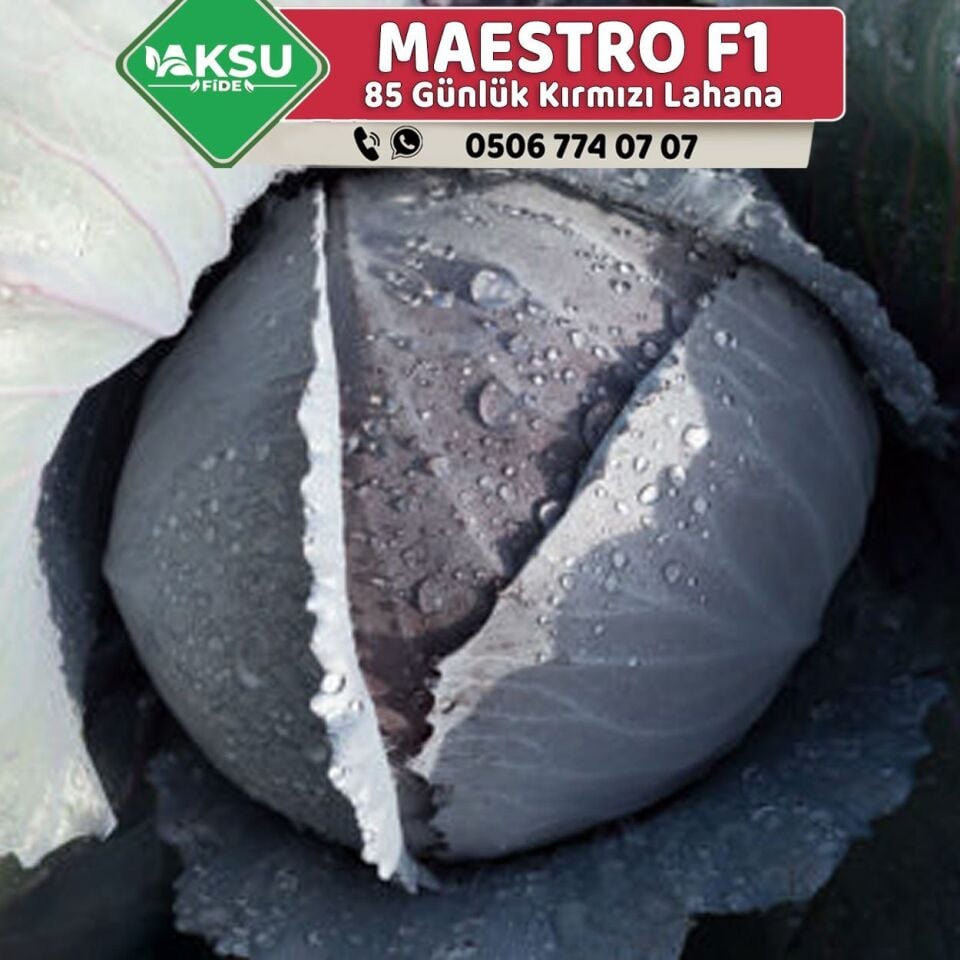 Maestro F1 Kırmızı Lahana Fidesi