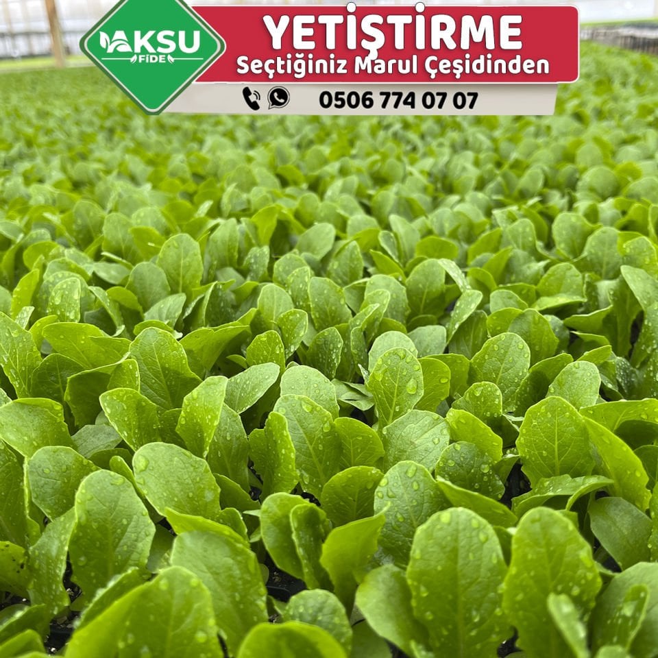 Marul Fidesi Yetiştirme Siparişi - 25 Günde Teslim