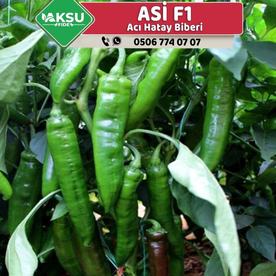 Asi F1 Acı Hatay Biberi Fidesi