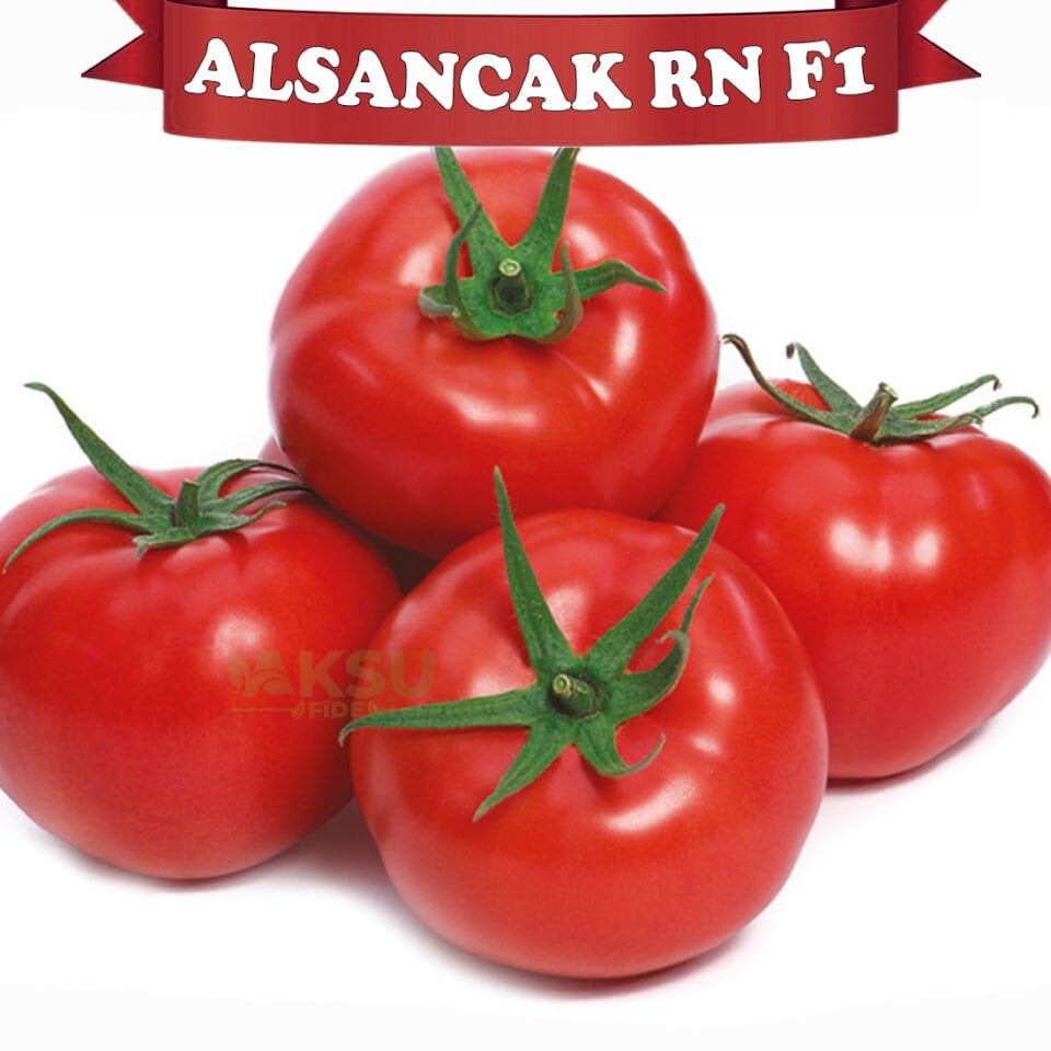 Alsancak Rn F1 Sırık Domates Tohumu