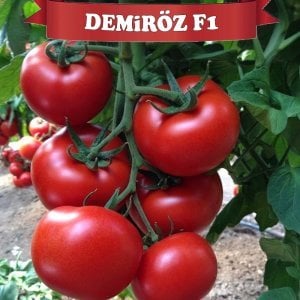 Demiröz F1 Sırık Domates Tohumu