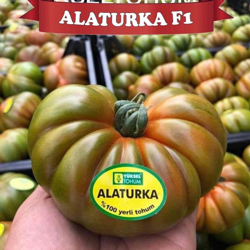 Alaturka F1 - Sırık Köy Domatesi Tohumu