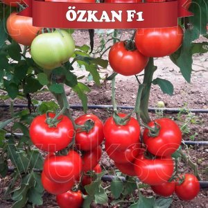 Özkan F1 Sırık Domates Tohumu