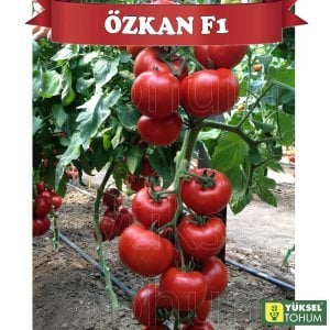 Özkan F1 Sırık Domates Tohumu