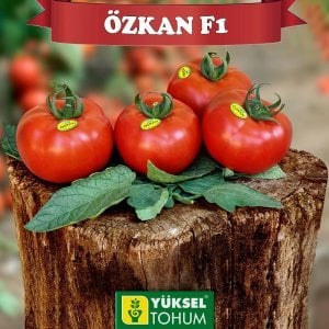 Özkan F1 Sırık Domates Tohumu