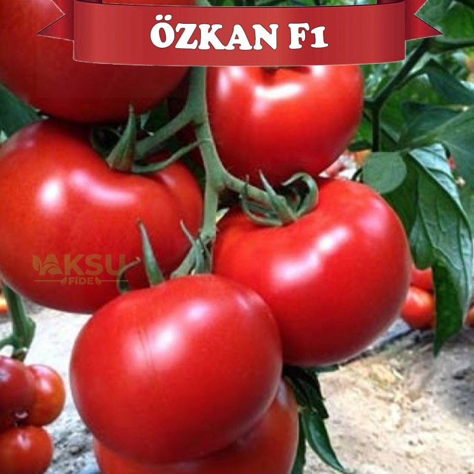 Özkan F1 Sırık Domates Tohumu
