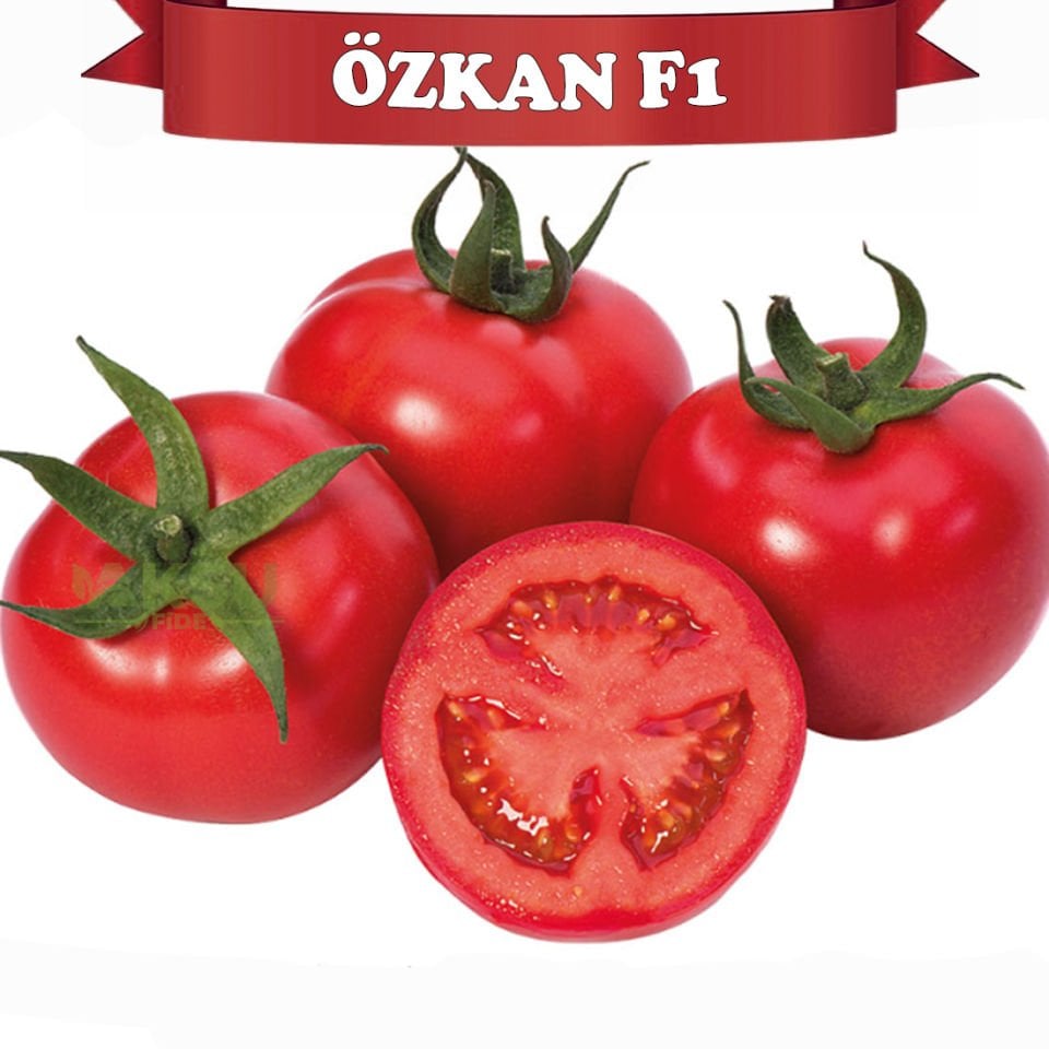 Özkan F1 Sırık Domates Tohumu