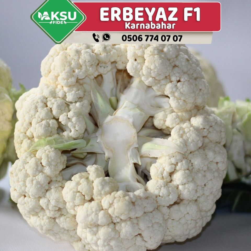 Erbeyaz F1 Kaliteli Karnabahar Tohumu 2.500 Adet