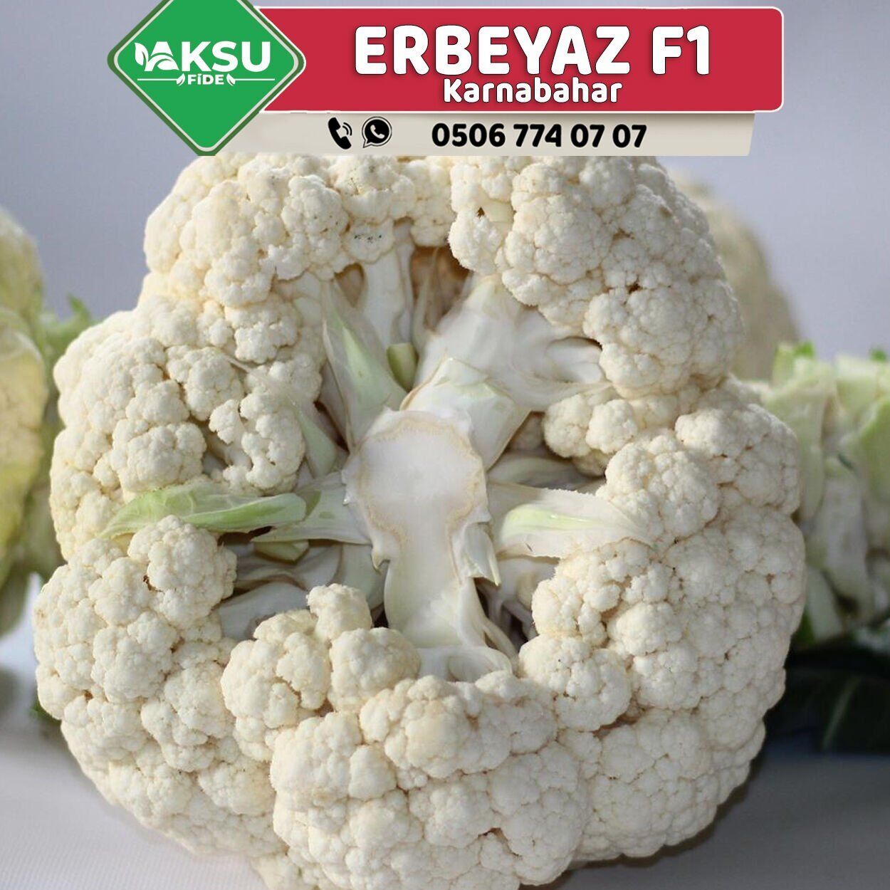 Erbeyaz F1 Kaliteli Karnabahar Tohumu 2.500 Adet