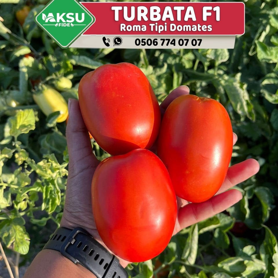 Turbata F1 Roma Tipi Domates Fidesi