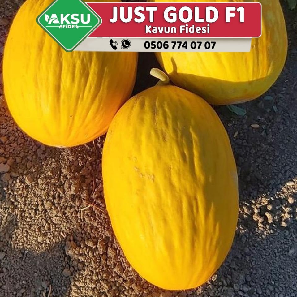 Just Gold F1 Kavun Fidesi