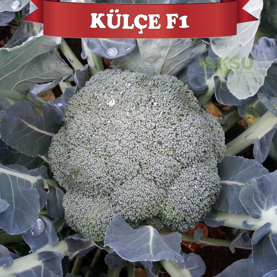 Külçe F1 Brokoli Fidesi