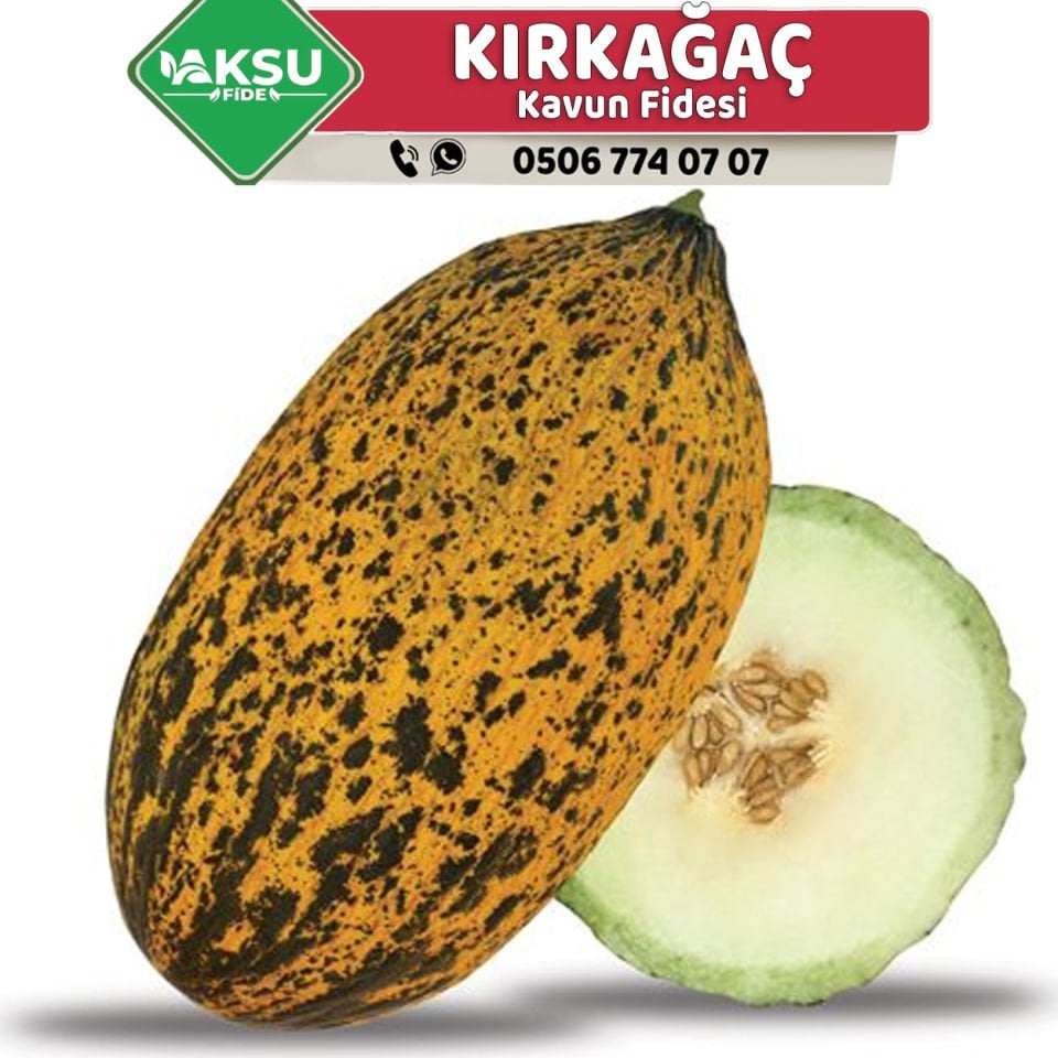 Hibrit Kırkağaç Kavun Fidesi