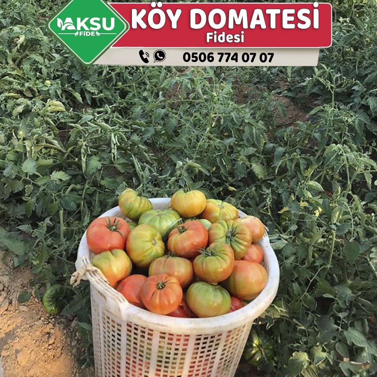 Hibrit Köy Domatesi Fidesi