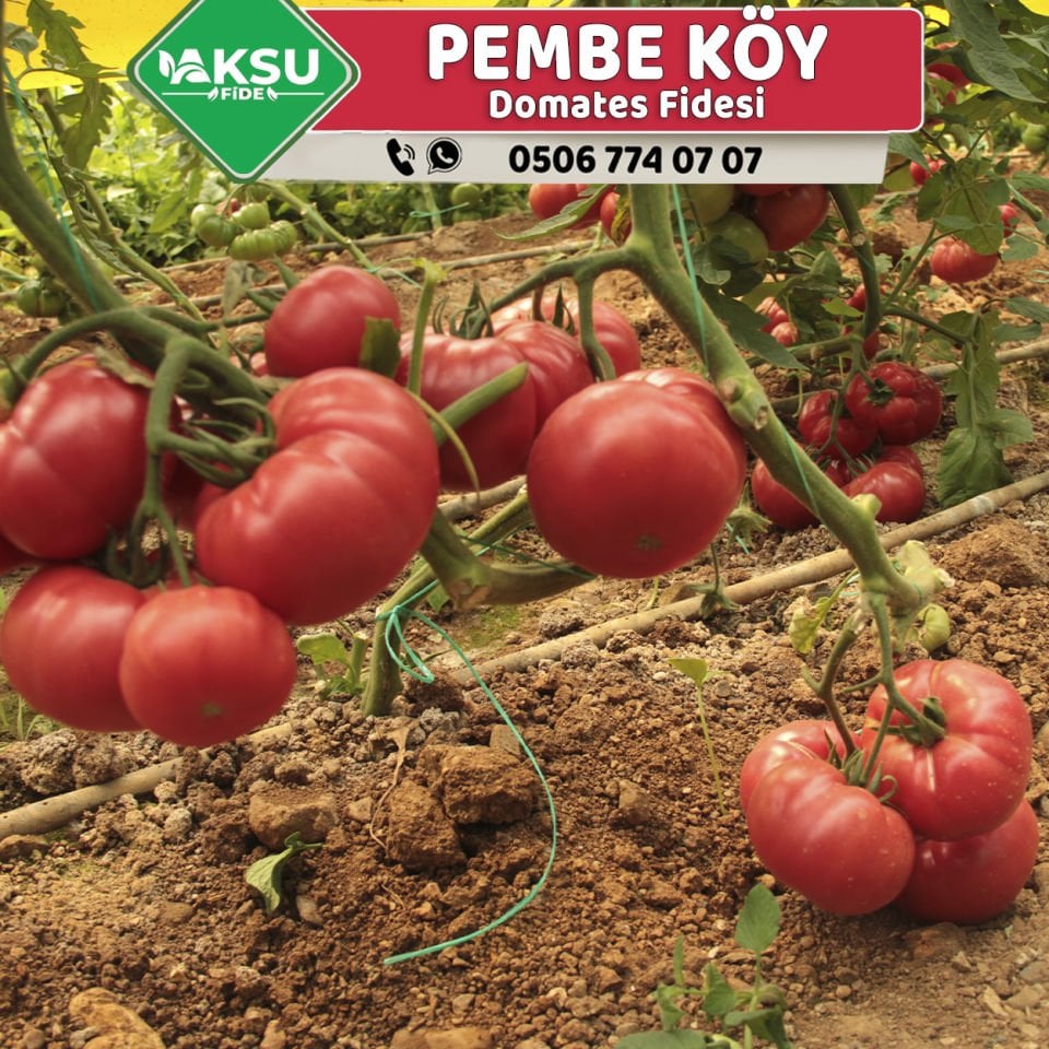 Hibrit Pembe Köy Domatesi Fidesi