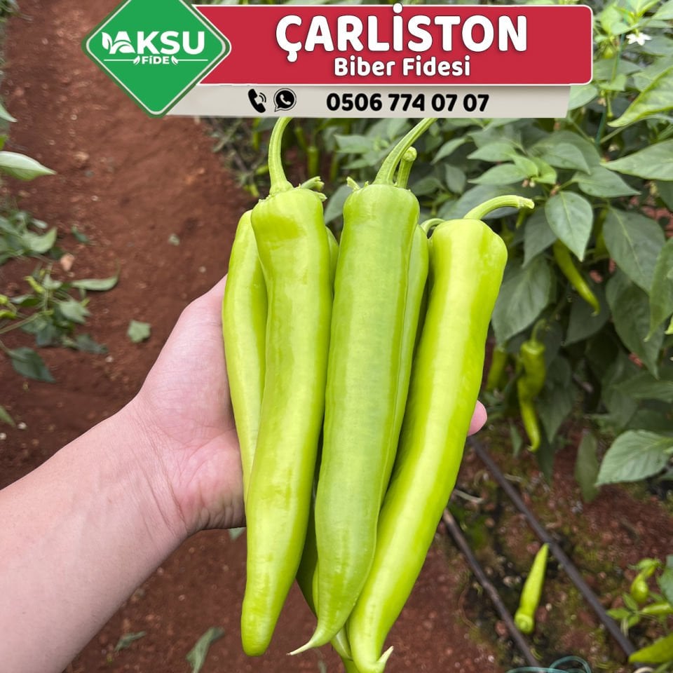 Hibrit Çarliston Biber Fidesi