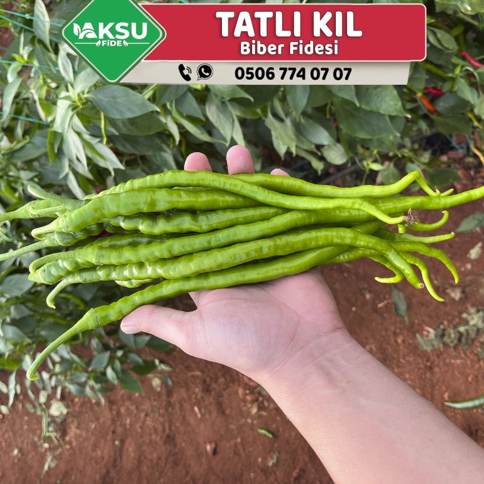 Hibrit Tatlı Kıl Biber Fidesi