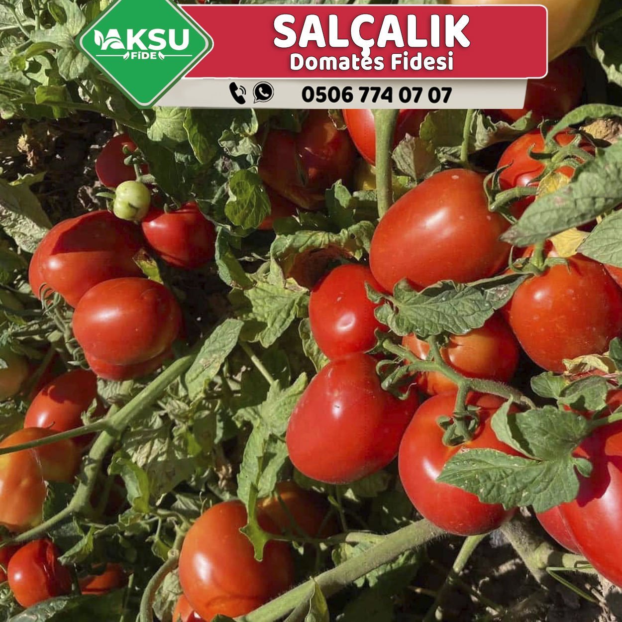 Hibrit Salçalık Domates Fidesi