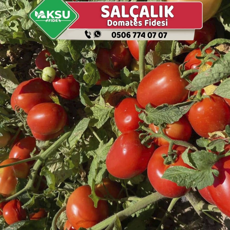 Hibrit Salçalık Domates Fidesi