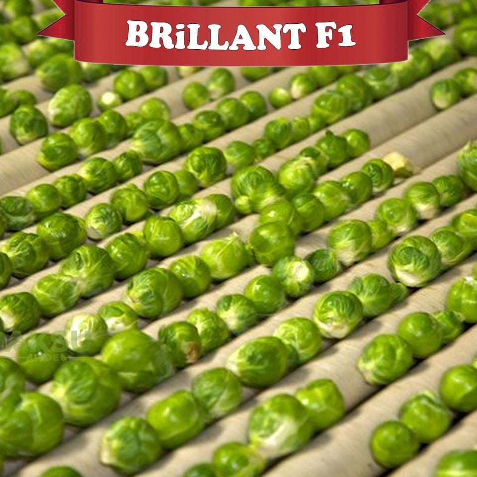 Brillant F1 Brüksel Lahanası Fidesi