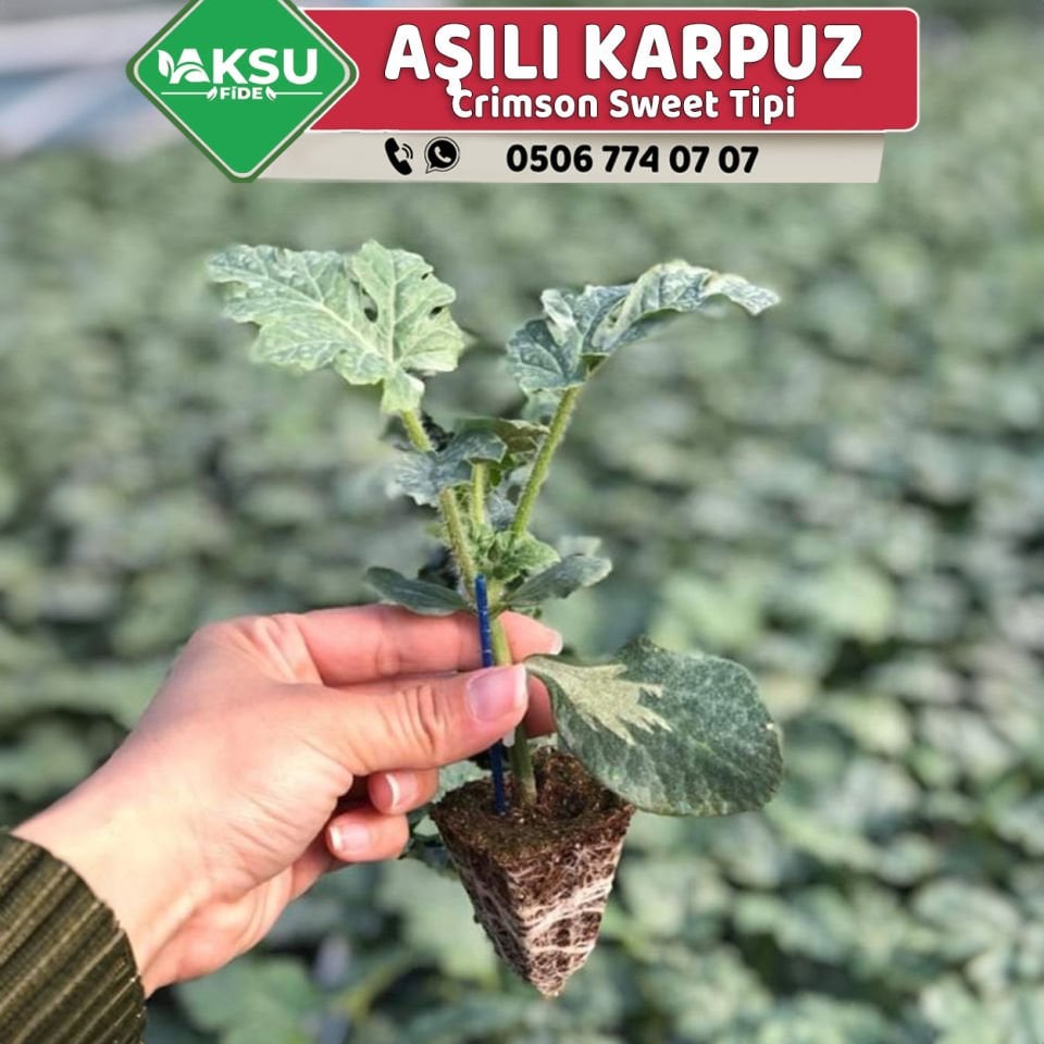 Aşılı Karpuz Fidesi - Crimson Sweet Tipi
