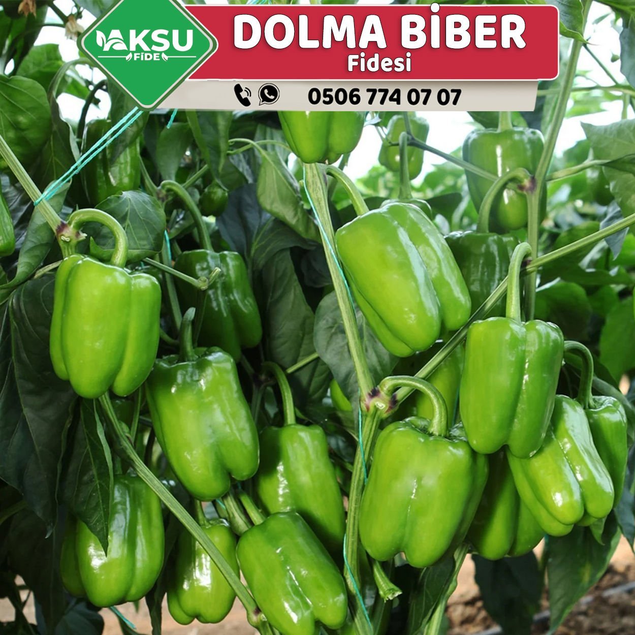 Hibrit Dolma Biber Fidesi