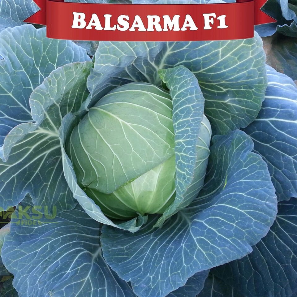Balsarma F1 Sarmalık Beyaz Lahana Fidesi