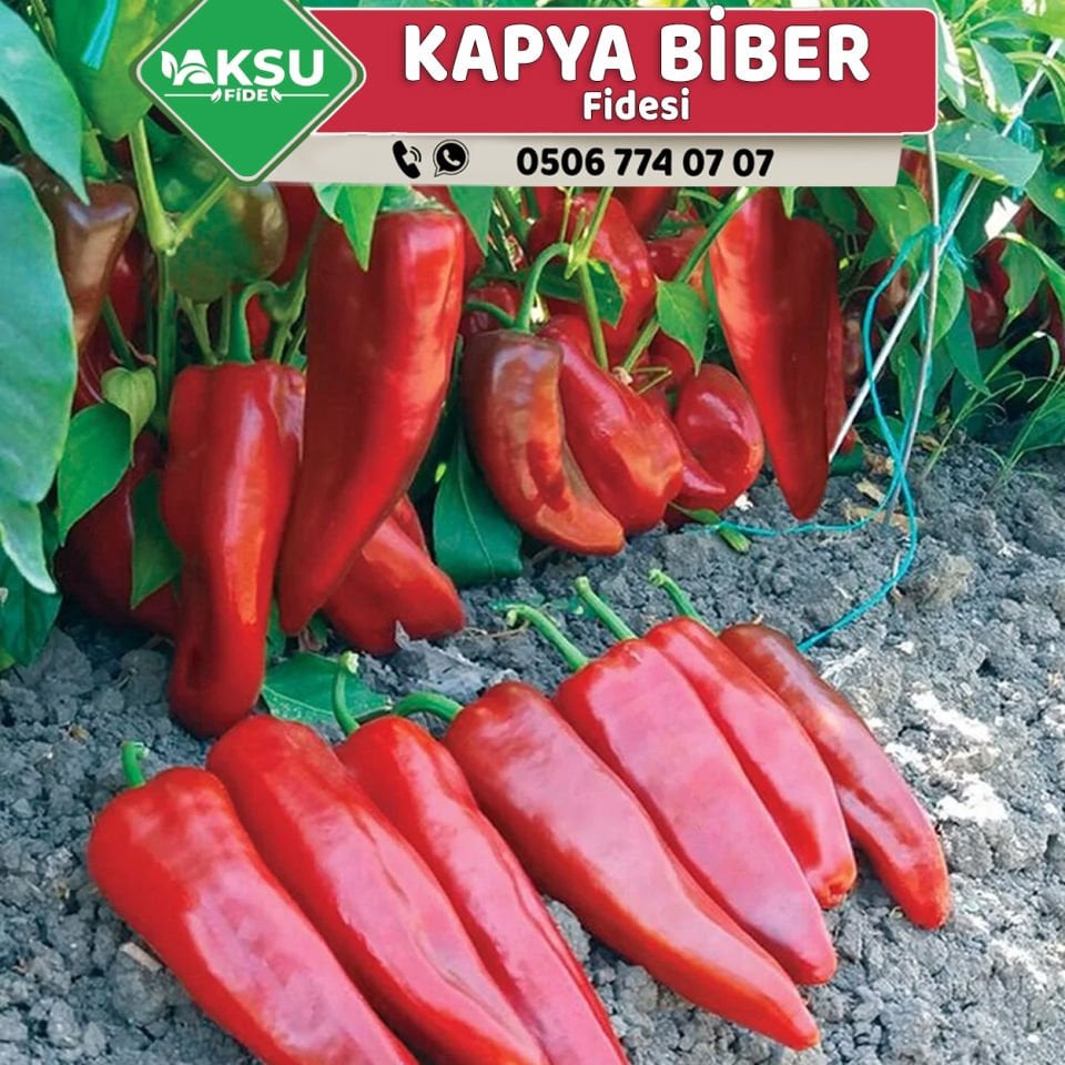 Hibrit Kapya Biber Fidesi