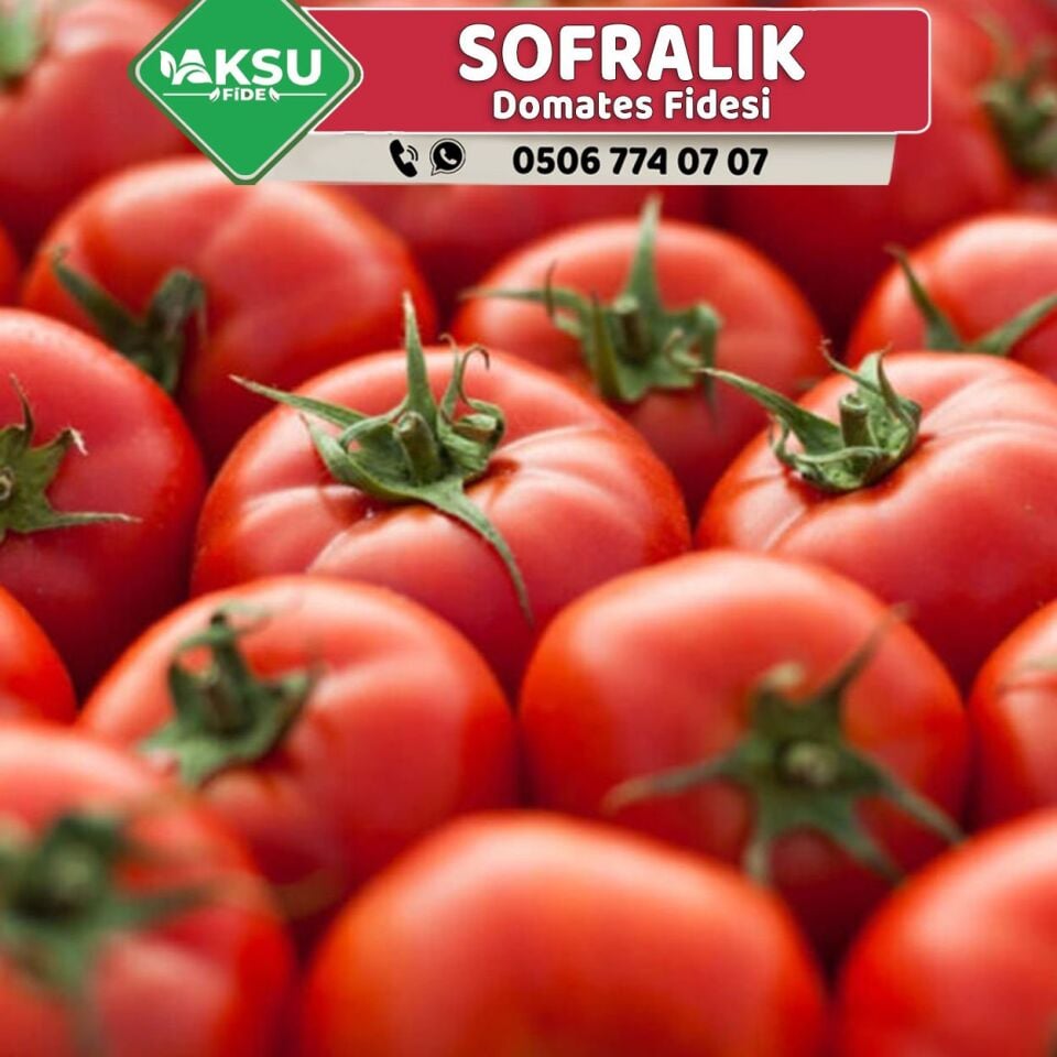 Hibrit Oturak Sofralık Domates Fidesi