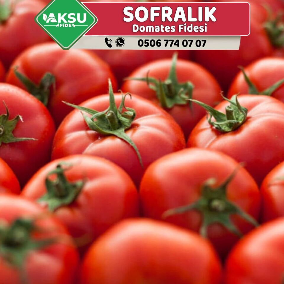 Hibrit Oturak Sofralık Domates Fidesi