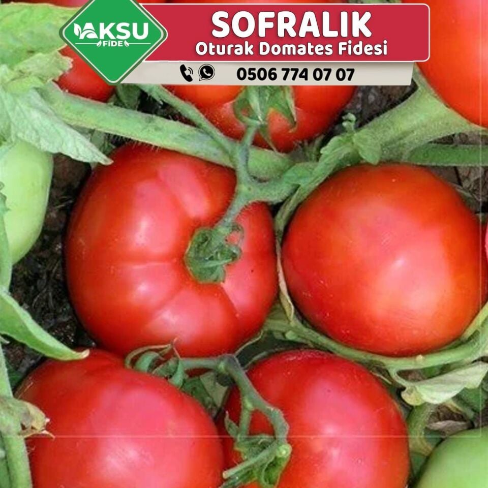 Hibrit Oturak Sofralık Domates Fidesi
