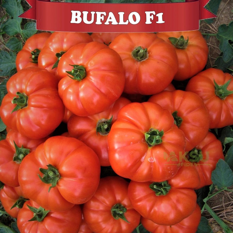 Bufalo F1 Beef Domates Tohumu