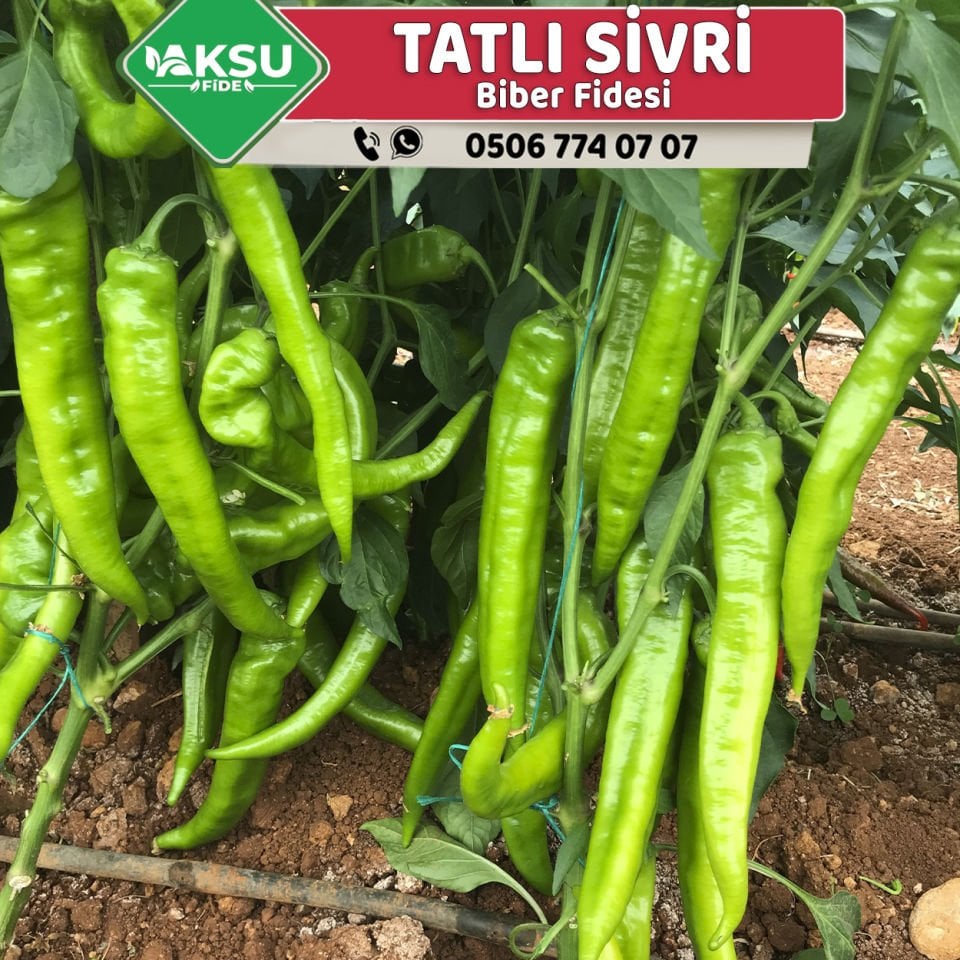 Hibrit Tatlı Sivri Biber Fidesi