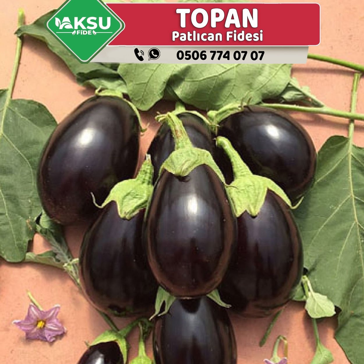 Hibrit Topan Patlıcan Fidesi