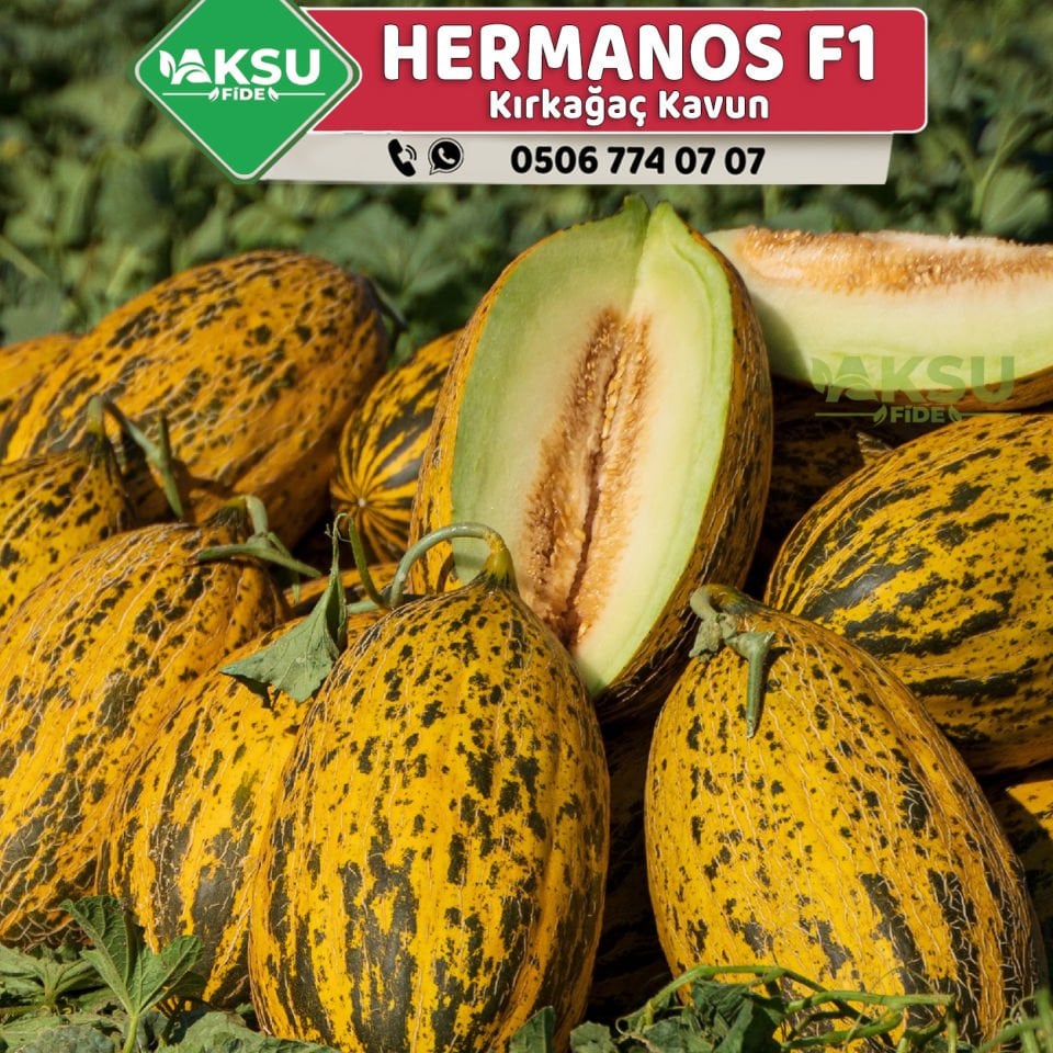 Hermanos F1 Kavun Fidesi