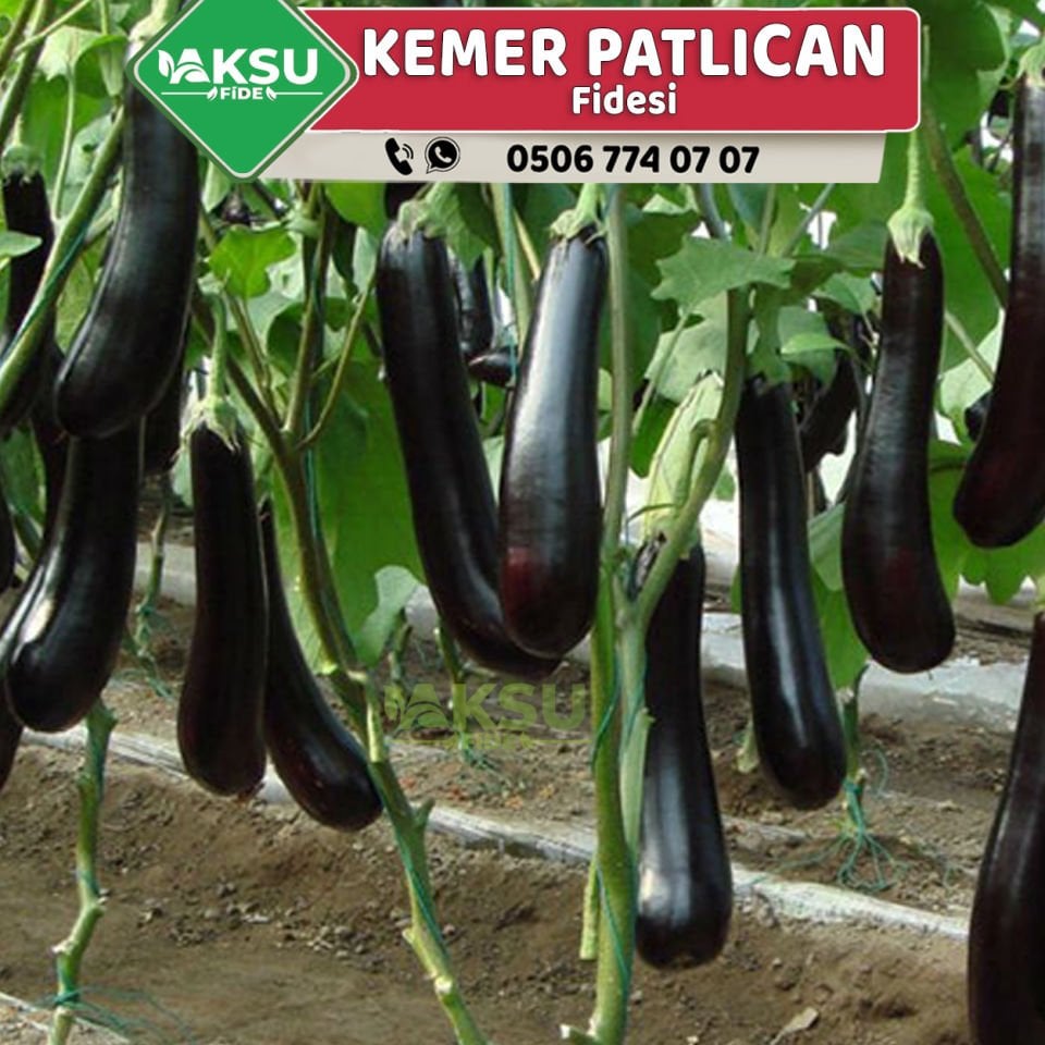 Hibrit Kemer Patlıcan Fidesi