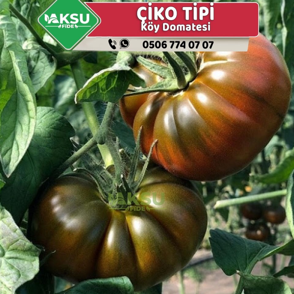 Hibrit Çiko Tipi Köy Domates Fidesi