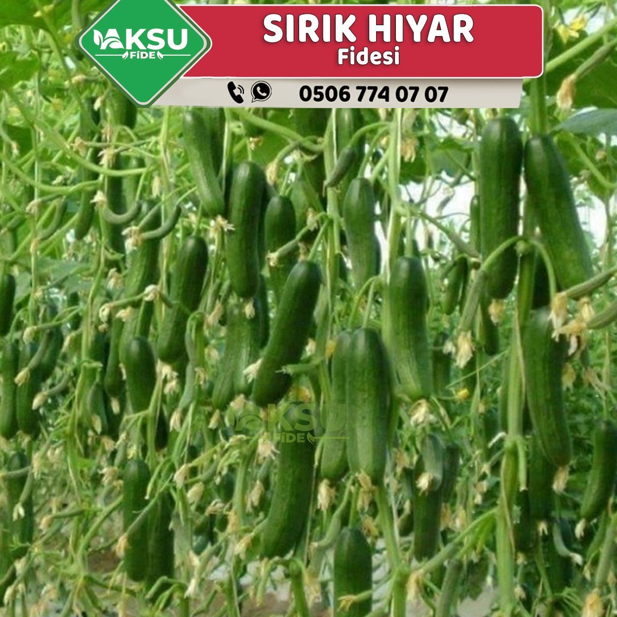 Hibrit Sırık Hıyar Fidesi