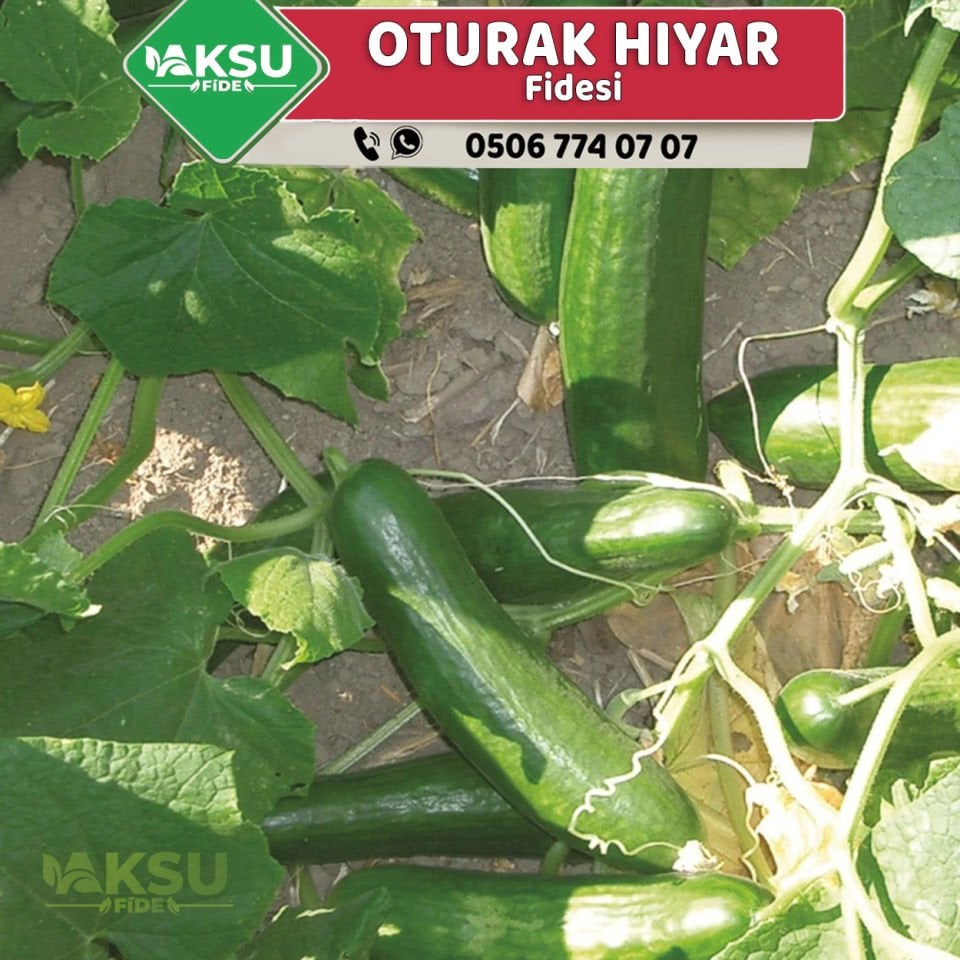 Hibrit Oturak Hıyar Fidesi