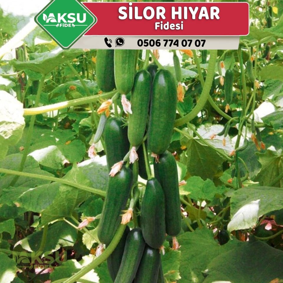 Hibrit Silor Hıyar Fidesi