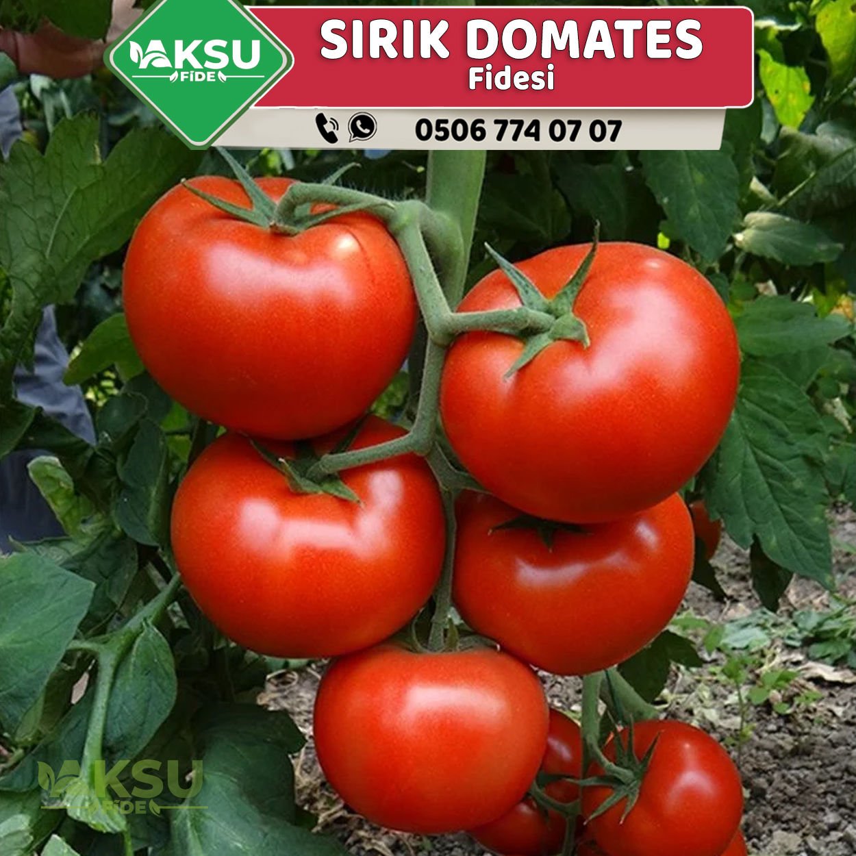 Hibrit Sırık Domates Fidesi