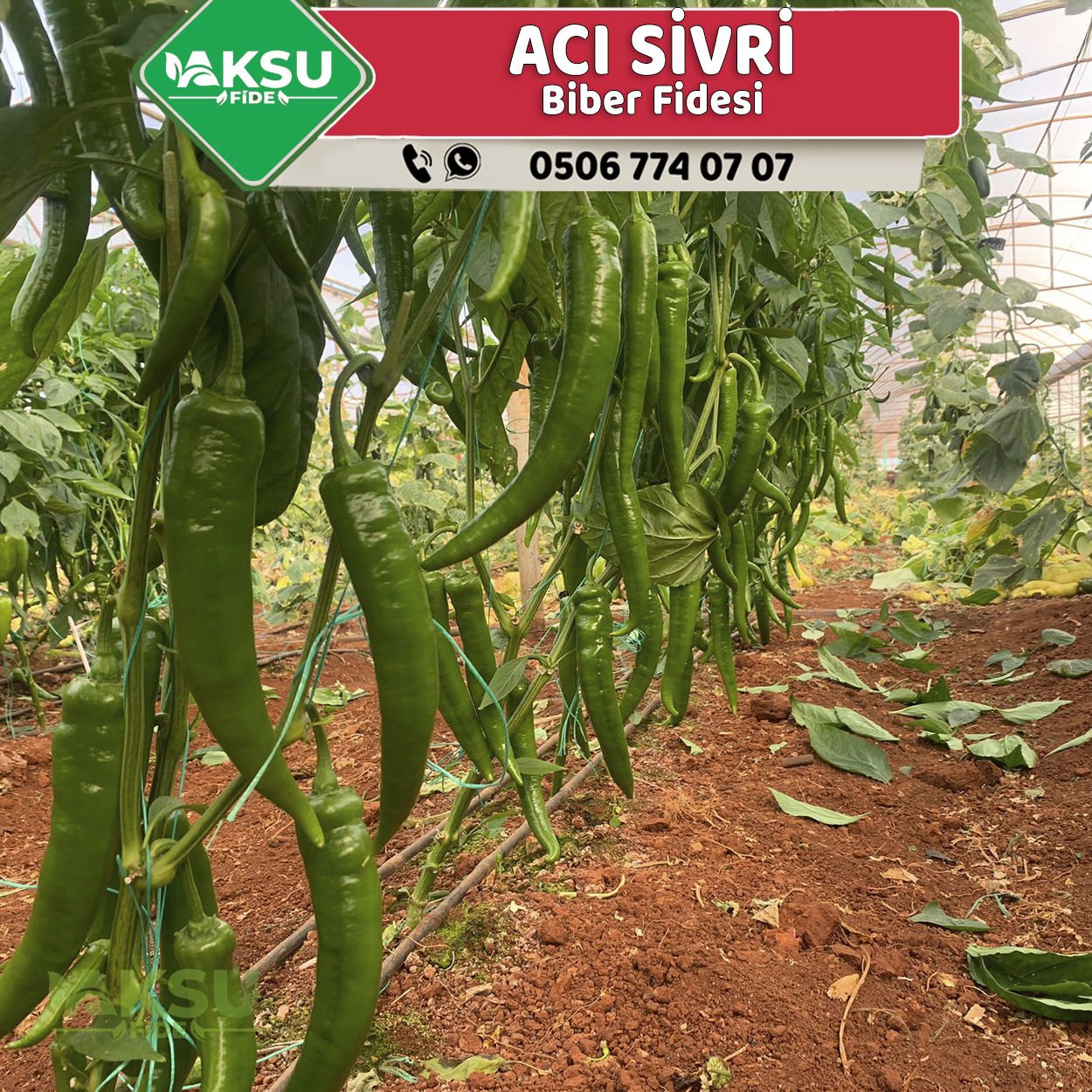Hibrit Acı Sivri Biber Fidesi