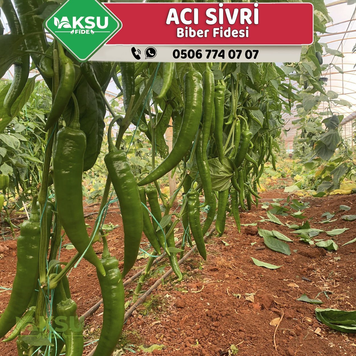 Hibrit Acı Sivri Biber Fidesi