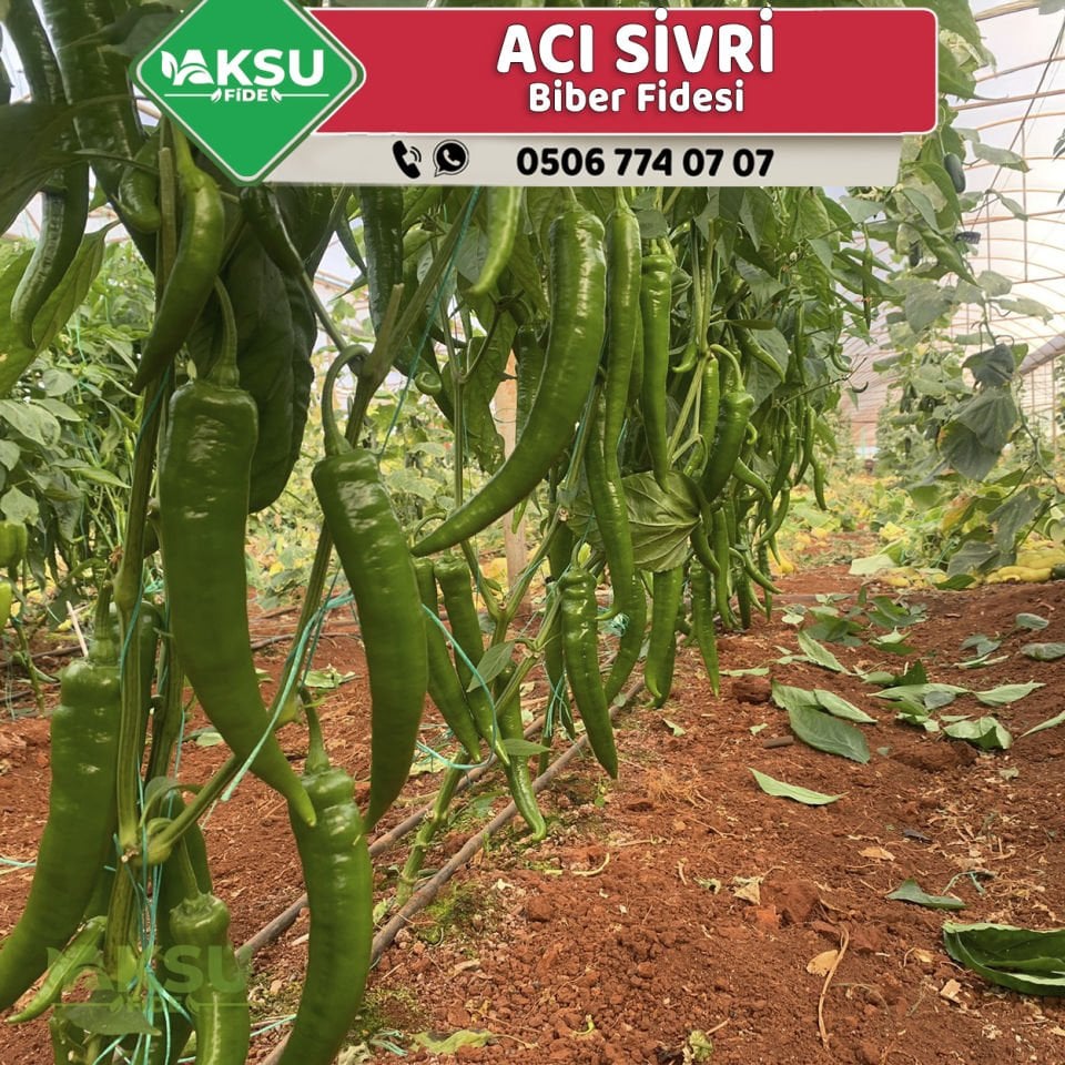 Hibrit Acı Sivri Biber Fidesi
