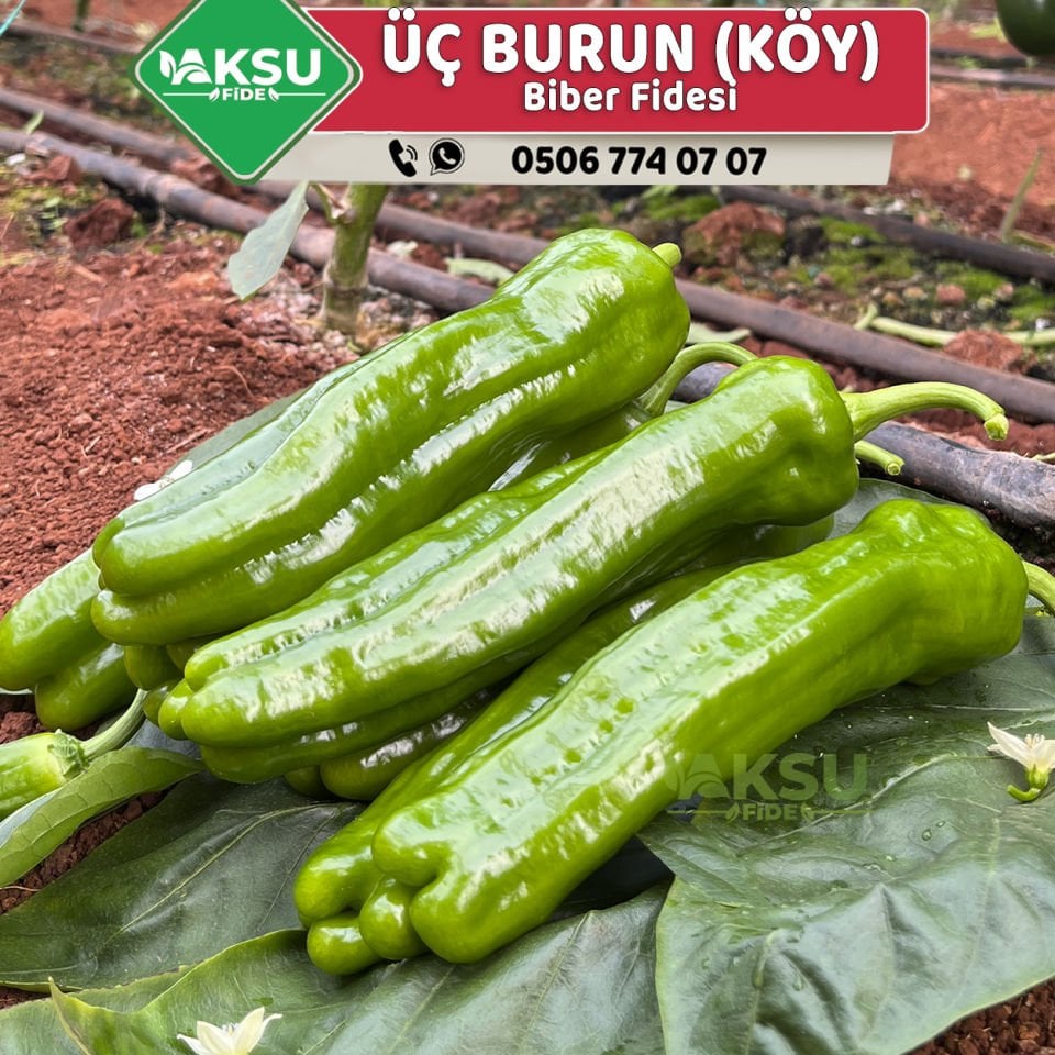 Hibrit Üç Burun Köy Biber Fidesi