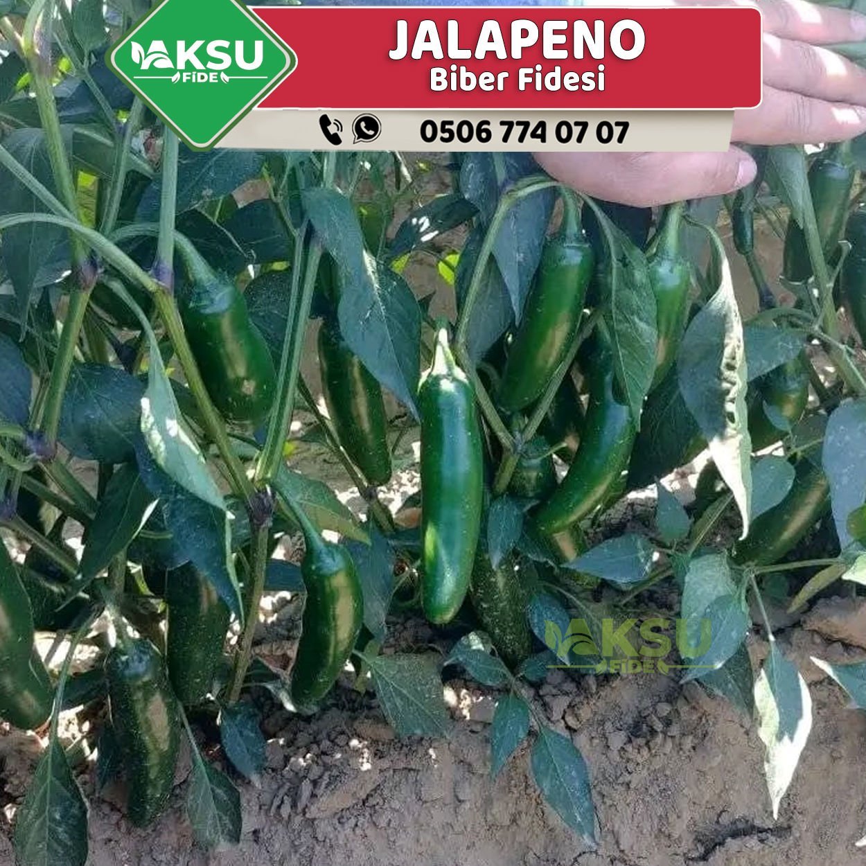 Hibrit Jalapeno Biber Fidesi